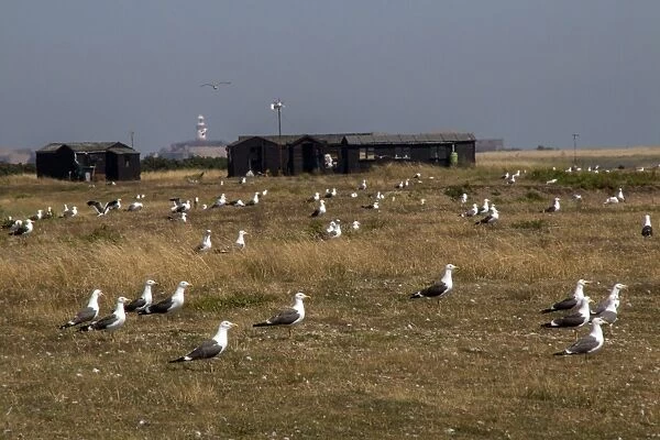 Nesting colony of Lesser Black backed Gulls on Havergate Island with Orford Ness light house in the distance