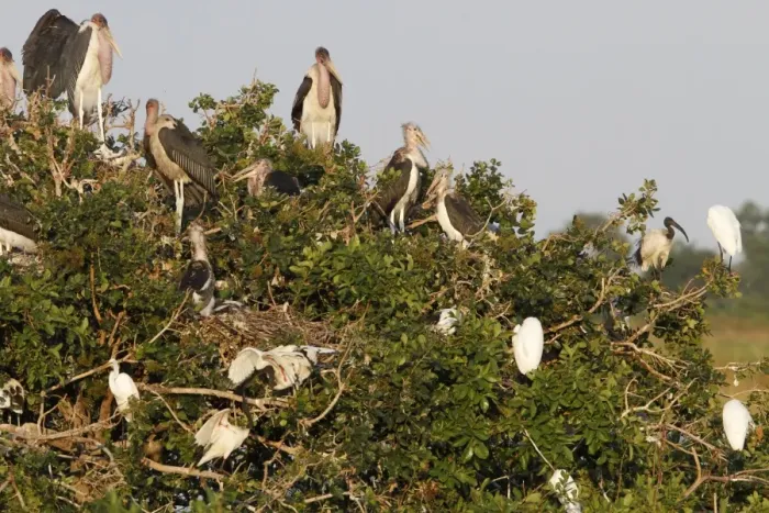 Framed Print : Nesting colony of Marabou Storks with Sacred Ibis in the Okavango Delta Botswana Framed Print : Nesting colony of Marabou Storks with Sacred Ibis in the Okavango Delta Botswana