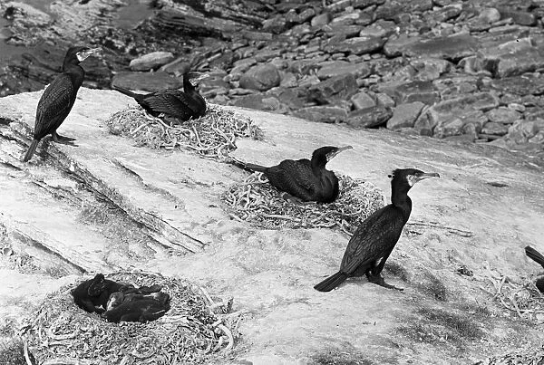 Nesting Cormorants - Orkney Greenholmes. Taken in 1946 by Eric Hosking