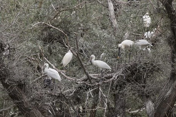 Nesting Spponbills, Lake, Kerkini, Northern Greece