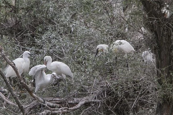 Nesting Spponbills and one Little Egret, Lake, Kerkini, Northern Greece