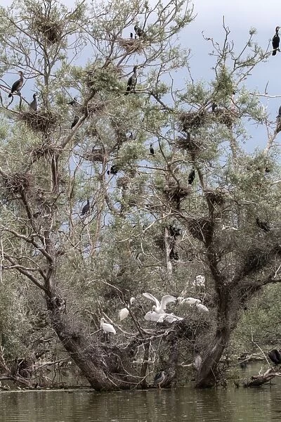 Nesting Spponbills in nesting colony of Cormorants, Lake, Kerkini, Northern Greece