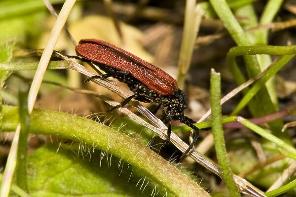 Net-winged Beetle (Platycis minutus) adult, covered in parasitic mites, Brede High Woods, West Sussex, England