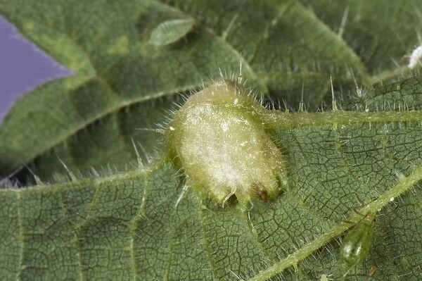 Nettle leaf gall caused by a midge, Dasineura urticae, on the underside of a stinging nettle, Urtica dioica, leaf