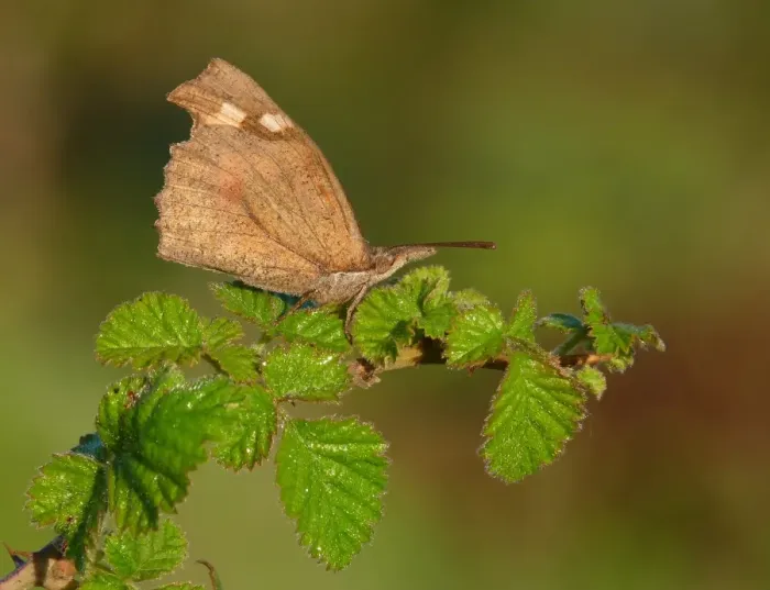 Framed Print : Nettle-tree Butterfly (Libythea celtis) adult, underside, resting on bramble, Greece, april Framed Print : Nettle-tree Butterfly (Libythea celtis) adult, underside, resting on bramble, Greece, april