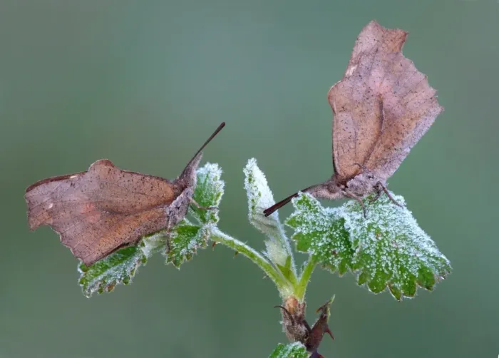 Framed Print : Nettle-tree Butterfly (Libythea celtis) two adults, roosting on bramble leaves with early morning frost, Peloponesos Framed Print : Nettle-tree Butterfly (Libythea celtis) two adults, roosting on bramble leaves with early morning frost, Peloponesos