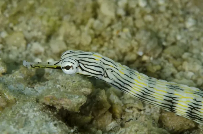 Framed Print : Network Pipefish (Corythoichthys flavofasciatus) adult, close-up of head, Lembeh Straits, Sulawesi, Sunda Islands Framed Print : Network Pipefish (Corythoichthys flavofasciatus) adult, close-up of head, Lembeh Straits, Sulawesi, Sunda Islands