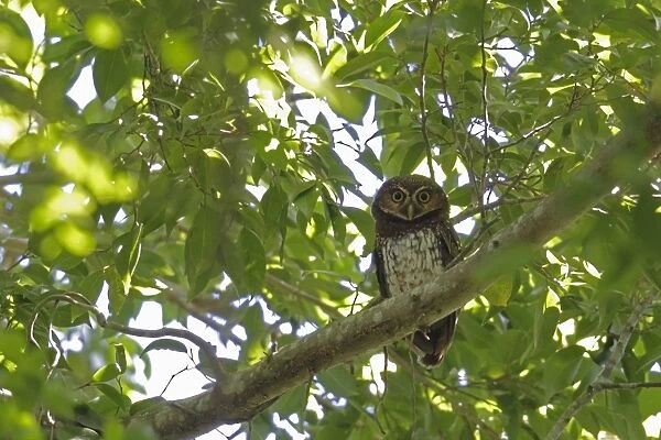 New Britain Boobook (Ninox odiosa) adult, perched on branch at daytime roost, Kimbe, West New Britain Province