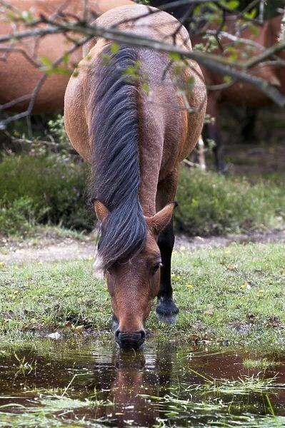 New Forest Pony, adult, drinking from stream, Crockford Bridge, New Forest, Hampshire, England, august