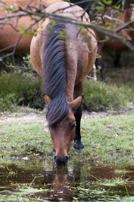 Framed Print : New Forest Pony, adult, drinking from stream, Crockford Bridge, New Forest, Hampshire, England, august Framed Print : New Forest Pony, adult, drinking from stream, Crockford Bridge, New Forest, Hampshire, England, august