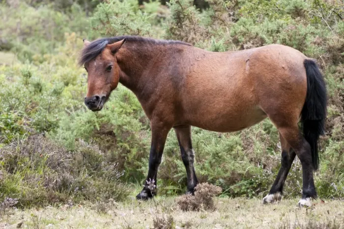 Framed Print : New Forest Pony, adult, feeding, standing on heathland, Crockford Bridge, New Forest, Hampshire, England, august Framed Print : New Forest Pony, adult, feeding, standing on heathland, Crockford Bridge, New Forest, Hampshire, England, august