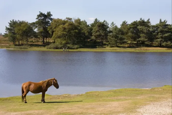 Framed Print : New Forest Pony, adult, standing at edge of lake, New Forest, Hampshire, England, september Framed Print : New Forest Pony, adult, standing at edge of lake, New Forest, Hampshire, England, september