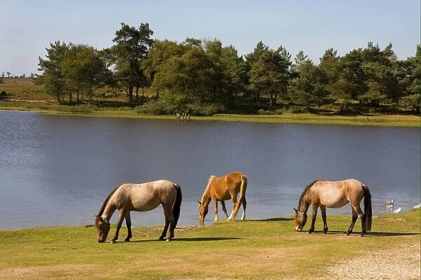 New Forest Pony, three adults, grazing at edge of lake, New Forest, Hampshire, England, september