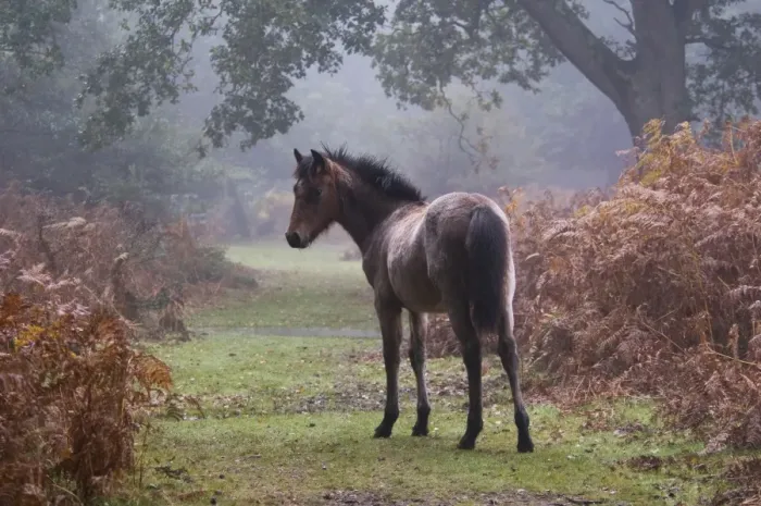 Framed Print : New Forest Pony, foal, standing beside bracken in autumn colour, in early morning mist, New Forest, Hampshire, England Framed Print : New Forest Pony, foal, standing beside bracken in autumn colour, in early morning mist, New Forest, Hampshire, England