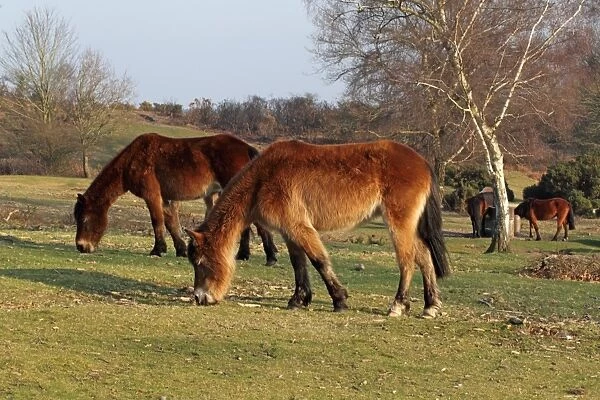 New Forest Pony, herd, grazing and drinking on heathland, Lyndhurst, New Forest, Hampshire, England, march