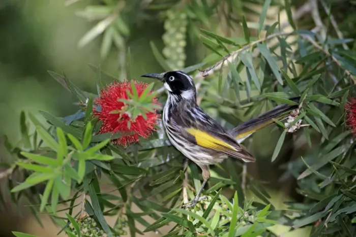 Framed Print : New Holland Honeyeater (Phylidonyris novaehollandiae) adult, feeding on nectar from flowers, South Australia Framed Print : New Holland Honeyeater (Phylidonyris novaehollandiae) adult, feeding on nectar from flowers, South Australia
