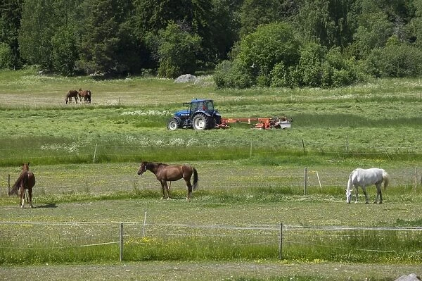 New Holland TM115 tractor with mower, cutting grass crop, with horses strip grazing, Sweden, june