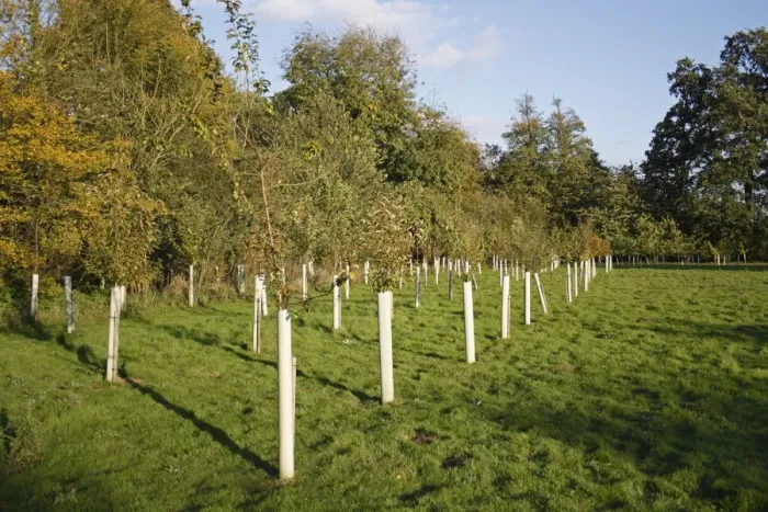 Framed Print : New Millenium woodland, saplings protected with plastic sleeves, planted on former meadowland, Vicarage Plantation Framed Print : New Millenium woodland, saplings protected with plastic sleeves, planted on former meadowland, Vicarage Plantation