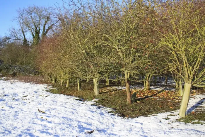Framed Print : New woodland in snow, young trees protected with plastic sleeves, Bacton, Suffolk, England, november