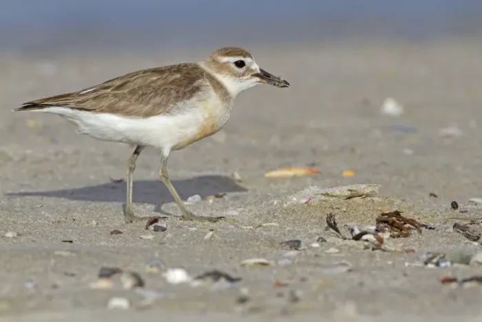 Framed Print : New Zealand Dotterel (Charadrius obscurus) adult, breeding plumage, foraging on beach, New Zealand, november Framed Print : New Zealand Dotterel (Charadrius obscurus) adult, breeding plumage, foraging on beach, New Zealand, november