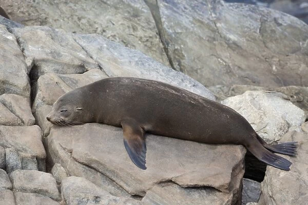 New Zealand Fur Seal (Arctocephalus forsteri) adult, sleeping on rocks, Flinders Chase N. P