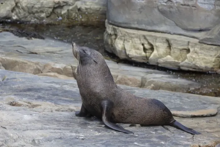 Framed Print : New Zealand Fur Seal (Arctocephalus forsteri) adult, on rocks, Flinders Chase N. P