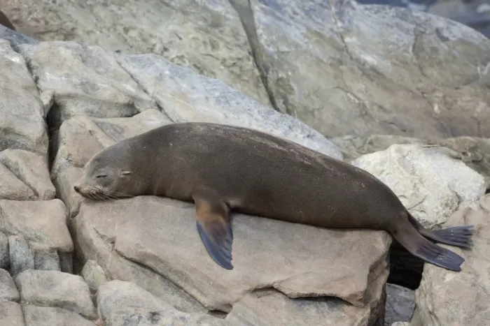 Framed Print : New Zealand Fur Seal (Arctocephalus forsteri) adult, sleeping on rocks, Flinders Chase N. P