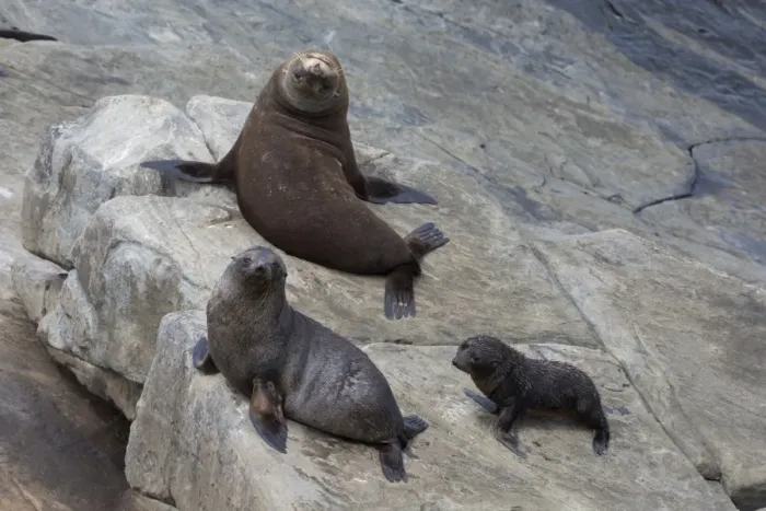 Framed Print : New Zealand Fur Seal (Arctocephalus forsteri) adult male, female and pup, on rocks, Flinders Chase N. P