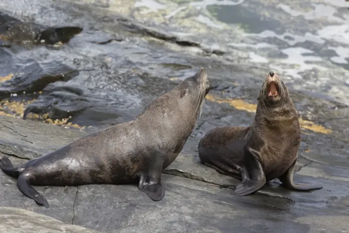 Framed Print : New Zealand Fur Seal (Arctocephalus forsteri) two adult males, fighting on rocks, Flinders Chase N. P Framed Print : New Zealand Fur Seal (Arctocephalus forsteri) two adult males, fighting on rocks, Flinders Chase N. P