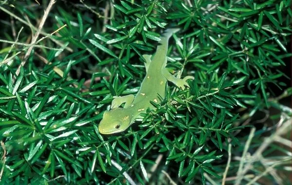 New Zealand Green Tree Gecko, Naultinus elegans