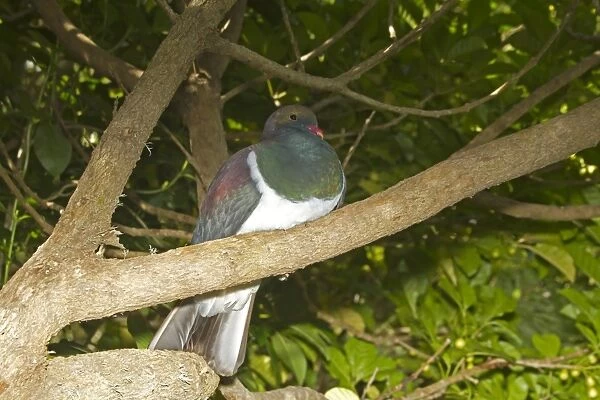 New Zealand Pigeon (Hemiphaga novaeseelandiae) adult, perched on branch, New Zealand, november
