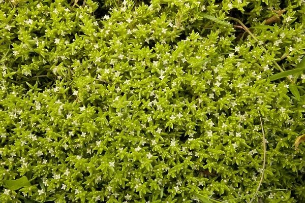 New Zealand Pygmyweed (Crassula helmsii) introduced invasive weed, flowering, Northumberland, England, july