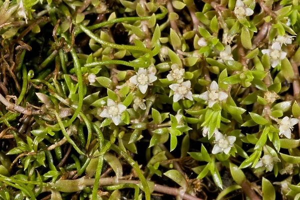 New Zealand Pygmyweed (Crassula helmsii) introduced invasive species, flowering, growing in pond, New Forest