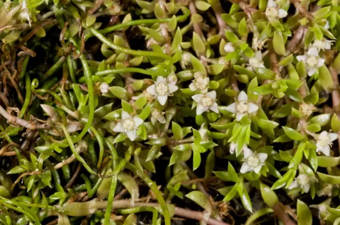 Framed Print : New Zealand Pygmyweed (Crassula helmsii) introduced invasive species, flowering, growing in pond, New Forest Framed Print : New Zealand Pygmyweed (Crassula helmsii) introduced invasive species, flowering, growing in pond, New Forest