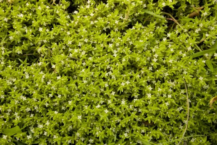 Framed Print : New Zealand Pygmyweed (Crassula helmsii) introduced invasive weed, flowering, Northumberland, England, july Framed Print : New Zealand Pygmyweed (Crassula helmsii) introduced invasive weed, flowering, Northumberland, England, july