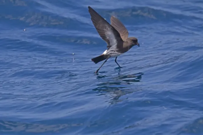 Framed Print : New Zealand Storm-petrel (Oceanites maorianus) adult, in flight over sea, feeding at surface of water, New Zealand, november Framed Print : New Zealand Storm-petrel (Oceanites maorianus) adult, in flight over sea, feeding at surface of water, New Zealand, november