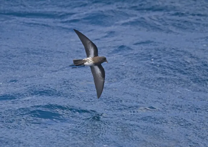 Framed Print : New Zealand Storm-petrel (Oceanites maorianus) adult, in flight over sea, New Zealand, november Framed Print : New Zealand Storm-petrel (Oceanites maorianus) adult, in flight over sea, New Zealand, november