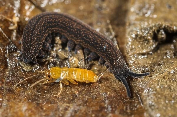 New Zealand Velvet-worm (Peripatoides novaezealandiae) adult, with cockroach larva prey immobilized in sticky fluid