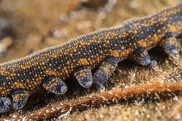 New Zealand Velvet-worm (Peripatoides novaezealandiae) adult, close-up of legs (captive)