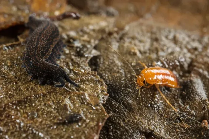 Framed Print : New Zealand Velvet-worm (Peripatoides novaezealandiae) adult, with cockroach larva prey immobilized in sticky fluid Framed Print : New Zealand Velvet-worm (Peripatoides novaezealandiae) adult, with cockroach larva prey immobilized in sticky fluid