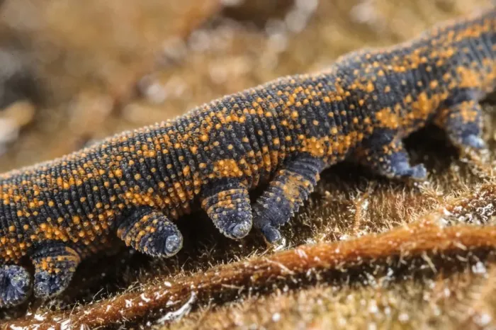 Framed Print : New Zealand Velvet-worm (Peripatoides novaezealandiae) adult, close-up of legs (captive)