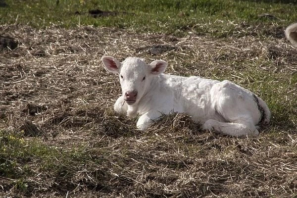 Newly born Charolais calf which does not yet have its ear tags - Extremadura, Spain