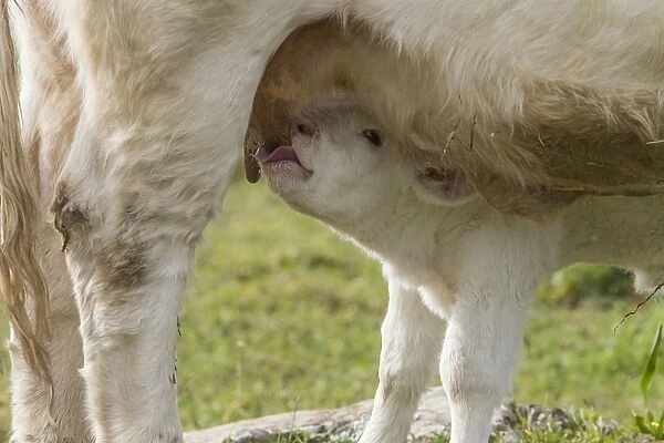 Newly born Charolais calf suckling from mothers udder - Extremadura, Spain
