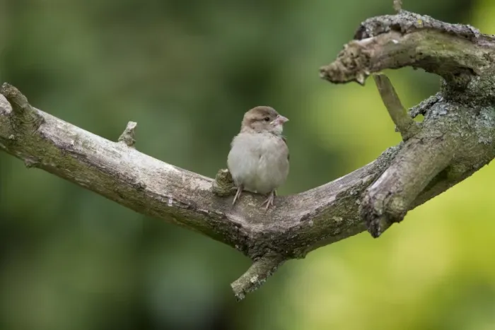 Framed Print : Newly fledged House Sparrow