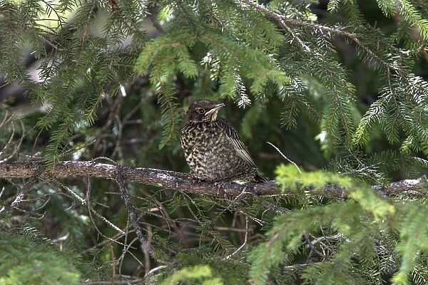 Newly fledged Ring Ouzel chick