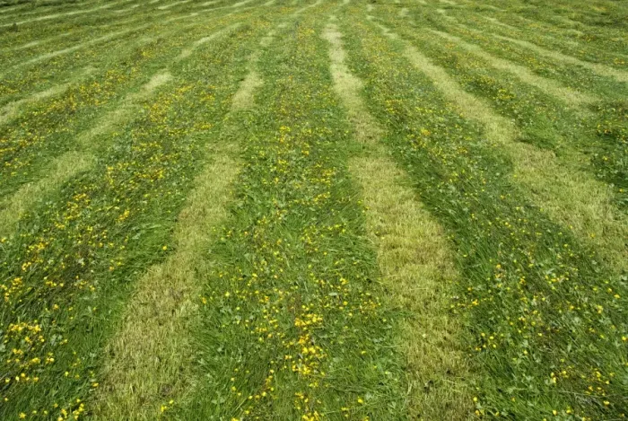 Framed Print : Newly mowed grass in traditional upland hay meadow, Cumbria, England, July