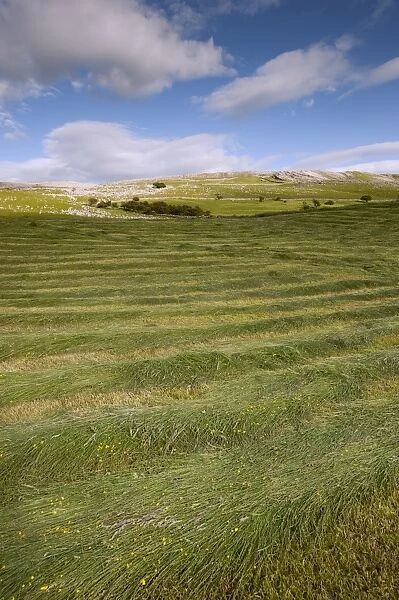Newly mowed upland hay meadow, Cumbria, England, June