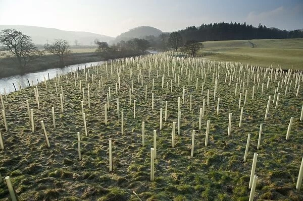 Newly planted tree saplings protected with plastic sleeves, planted on riverbank habitat, River Hodder, Whitewell