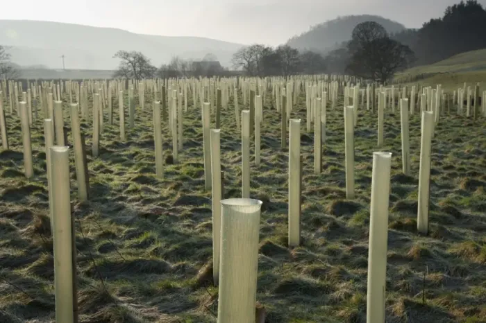 Framed Print : Newly planted tree saplings protected with plastic sleeves, planted on riverbank habitat, River Hodder, Whitewell