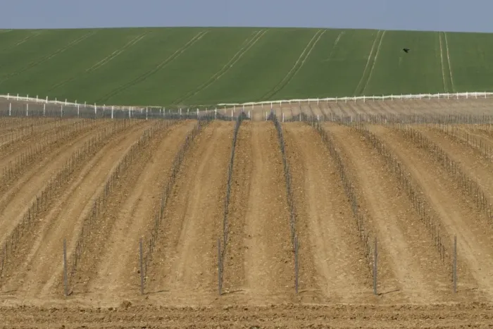 Framed Print : Newly planted vineyard, Rathfinny Estate, Alfriston, South Downs, East Sussex, England, May Framed Print : Newly planted vineyard, Rathfinny Estate, Alfriston, South Downs, East Sussex, England, May